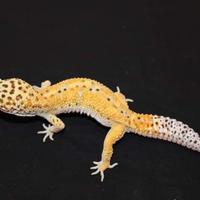 Geco leopardino