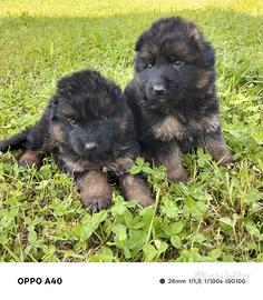 Cuccioli pastore tedesco a pelo lungo