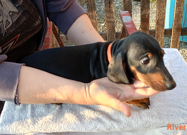 Cuccioli di bassotto standard con pedigree ENCI