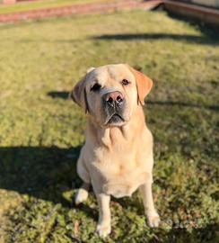 Monta Labrador biondo