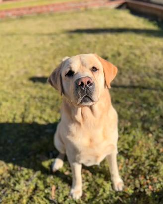 Monta Labrador biondo