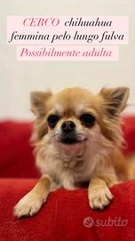 Chihuahua femmina