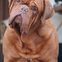Dogue the bordeaux Maschio per accoppiamento