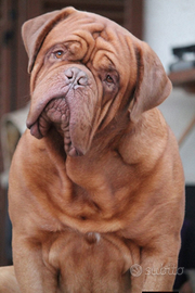Dogue the bordeaux Maschio per accoppiamento