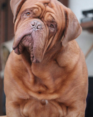 Dogue the bordeaux Maschio per accoppiamento