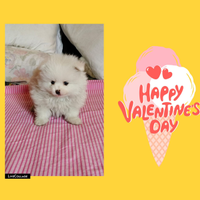 Spitz Pomerania pedigree enci