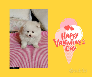 Spitz Pomerania pedigree enci