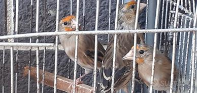 Ibrido cardellino