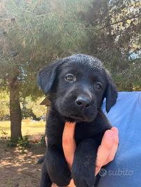 Labrador Cuccioli Disponibili