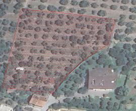 Terreno Edificabile con Oliveto