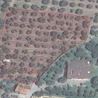 Tenuta Edificabile con Oliveto a Fontignano