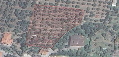 Terreno Edificabile con Oliveto