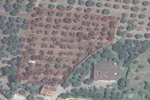 Terreno Edificabile con Oliveto
