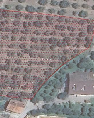 Tenuta Edificabile con Oliveto a Fontignano