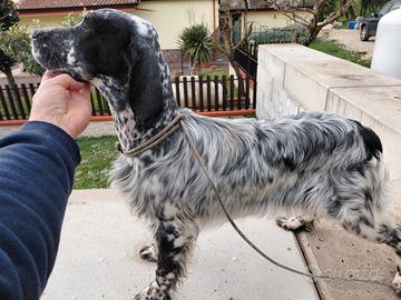 Setter inglese
