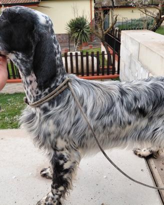 Setter inglese