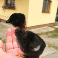 Pulcini Collo Nudo della Transilvania - In