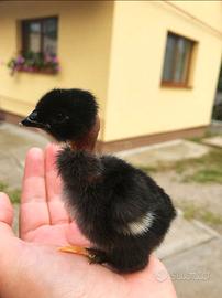 Pulcini Collo Nudo della Transilvania - In