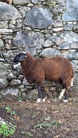 Maschio pecora
