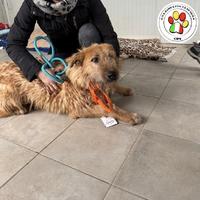 SIRIO aspetto fiducioso