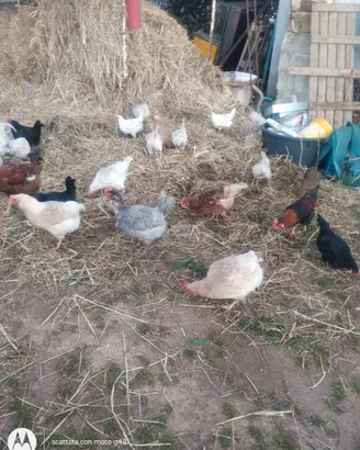 Galline livornesi