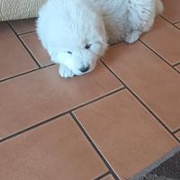 Maschio Maremmano Abruzzese