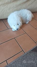 Maschio Maremmano Abruzzese