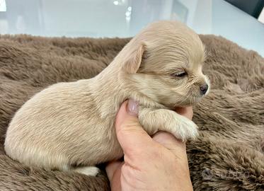 Cuccioli chihuahua pelo lungo