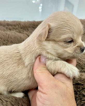 Cuccioli chihuahua pelo lungo