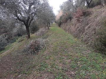 Uliveto e bosco ceduo