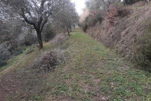Uliveto e bosco ceduo