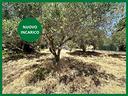 ter-agricolo-a-casteldaccia