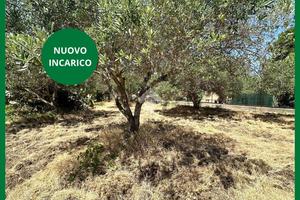 TER. AGRICOLO A CASTELDACCIA