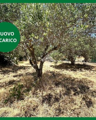 TER. AGRICOLO A CASTELDACCIA