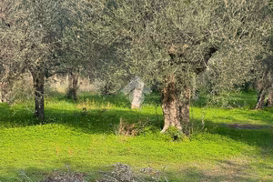 TER. AGRICOLO A SESSA AURUNCA