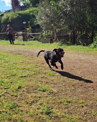 Cane corsso con pitbull