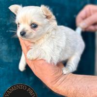 Cucciolo chihuahua pelo lungo