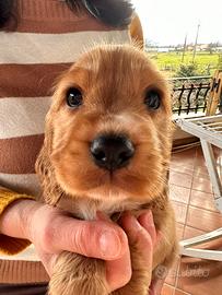 Cuccioli di cocker spaniel MASCHIETTI