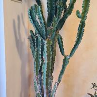 cactus gigante >2mt