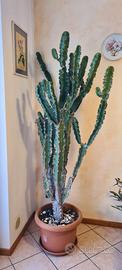cactus gigante >2mt