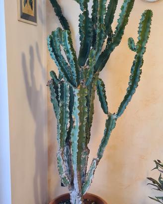 cactus gigante >2mt