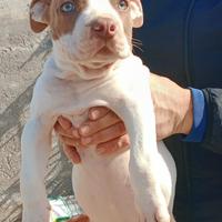 Cuccuoli pitbull