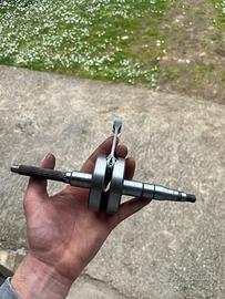 albero athena spalle piene