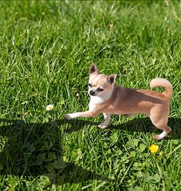 Chihuahua adulta pedigree enci