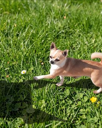 Chihuahua adulta pedigree enci