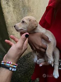 Cagnolini abbandonati