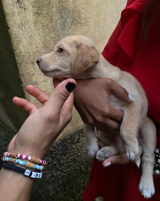 Cagnolini abbandonati