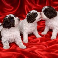 Cuccioli di Lagotto Romagnolo