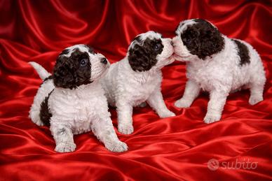Cuccioli di Lagotto Romagnolo
