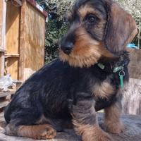 Cuccioli di Bassotto tedesco a pelo duro